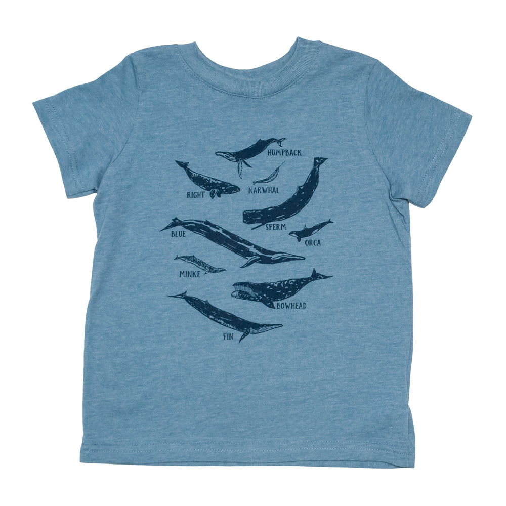 Whale Species Chart Toddler Tee – cinder salt - Main Image