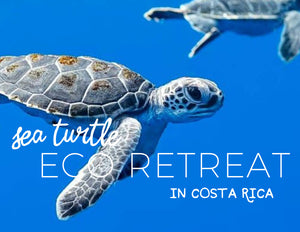 Sea Turtle Eco-Retreat : A Recap & A Refresh!