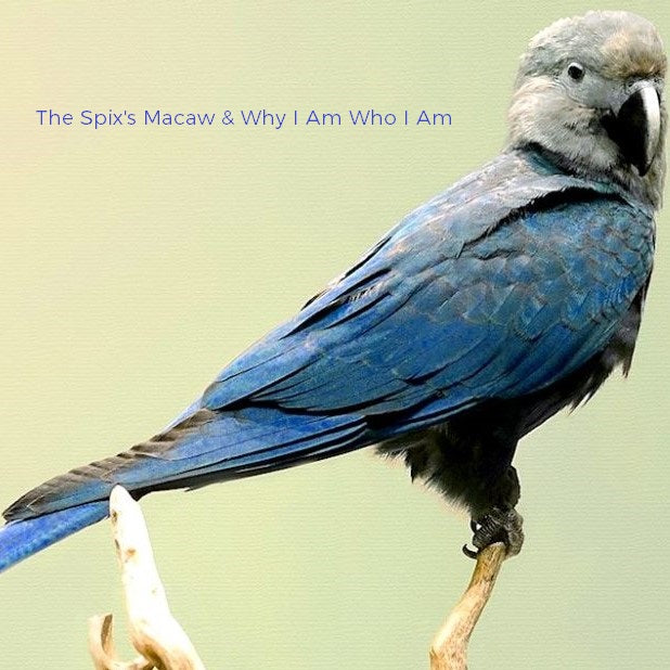 Lifestyle  |  The Spix's Macaw & Why I Am Who I Am