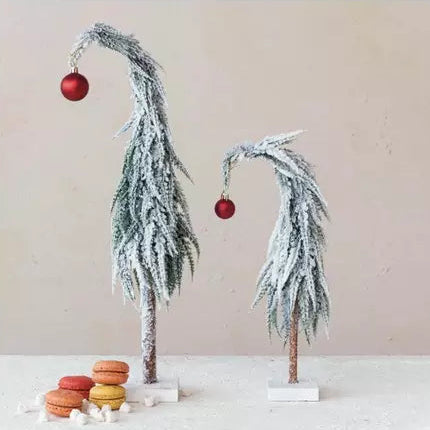 Drooping Evergreen