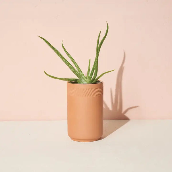Aloe Terracotta Kit
