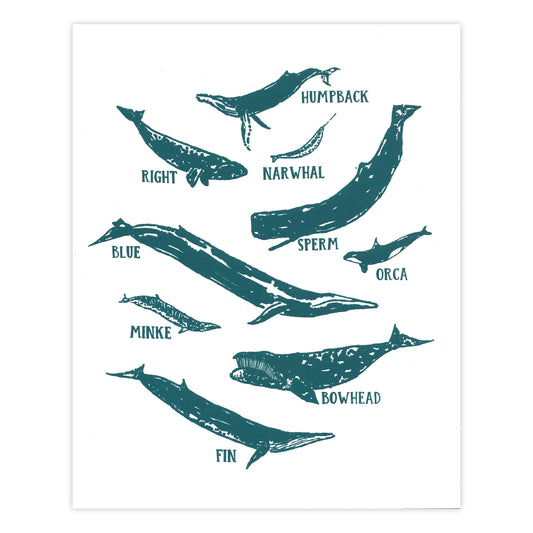 Whale Species 8x10 Screenprint