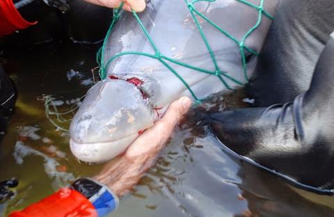 Upcycled Fishing Net Bracelet - Dolphin
