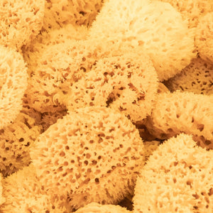 Natural Sea Sponge - Yellow Sponge – cinder + salt